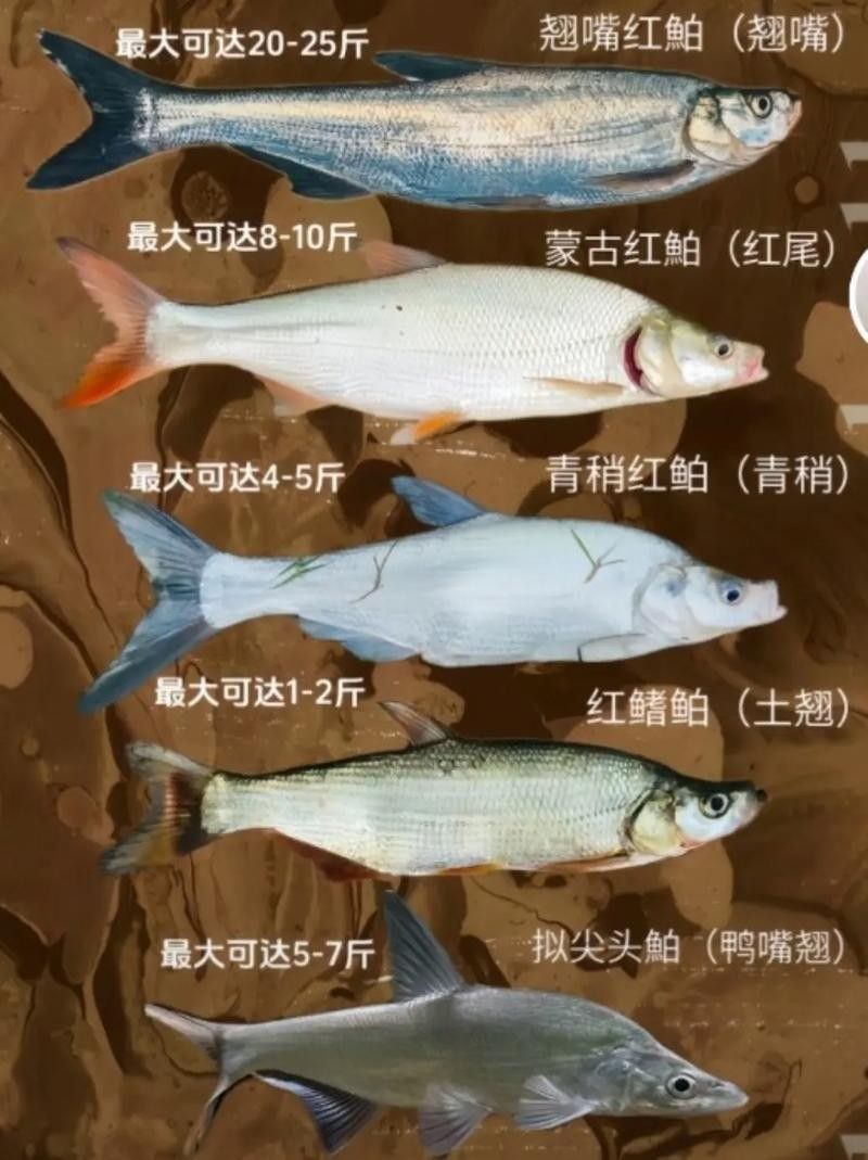 金龍魚翹嘴有哪些等級：如何區分金龍魚翹嘴的等級