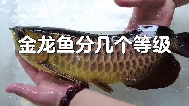金龍魚翹嘴有哪些等級：如何區分金龍魚翹嘴的等級