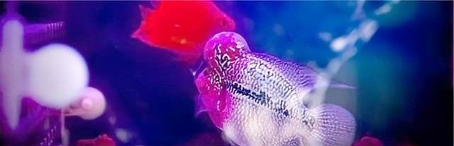換濾材時需要注意什么？：養魚濾材多久更換一次pro魚缸濾材多久更換一次