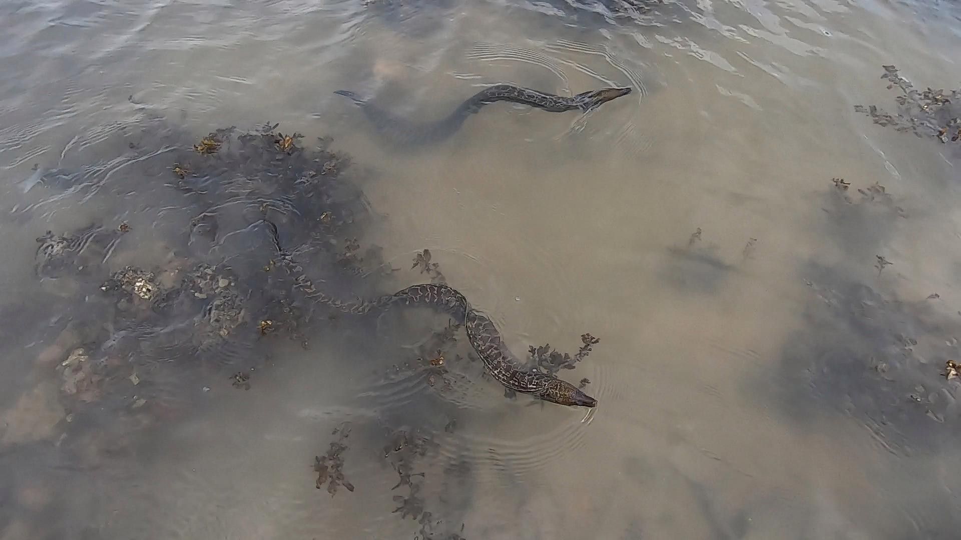 能詳細介紹一下金色海鰻嗎？：金色海鰻捕撈過程
