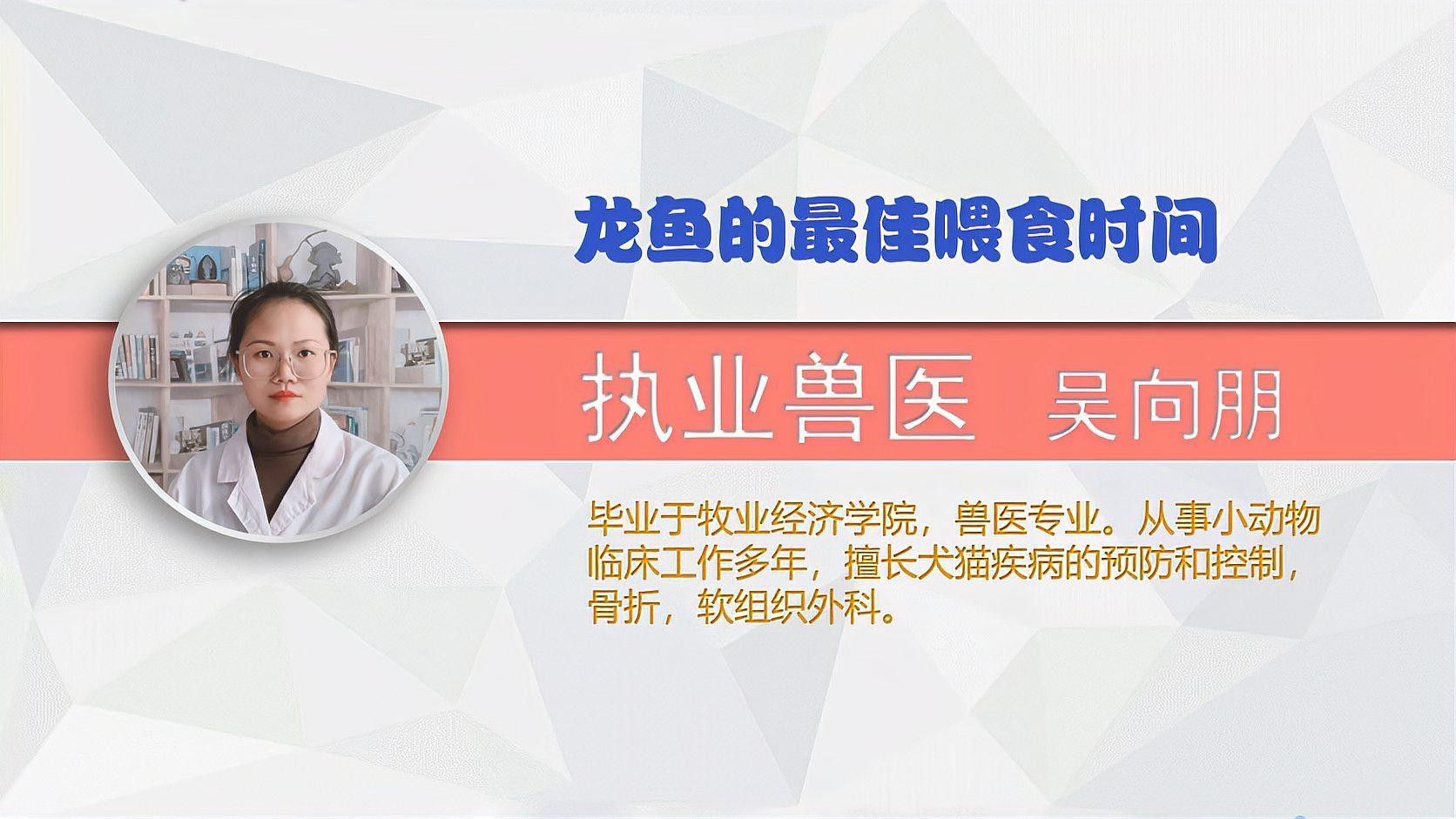 龍魚的最佳喂食時間：龍魚的最佳喂食時間需根據其生長階段和體長進行調整
