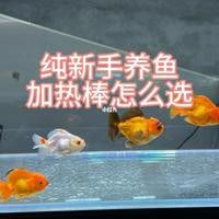 90缸養(yǎng)龍魚需要多大的加熱棒？：90缸養(yǎng)龍魚加熱棒怎么選