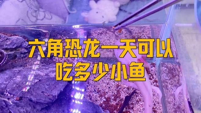 六角龍一次喂多少合適：六角恐龍的喂食量怎么調(diào)整
