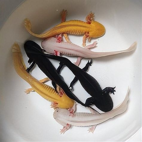 如何模擬六角龍魚的繁殖環境：佩特汪，六角恐龍魚怎么養