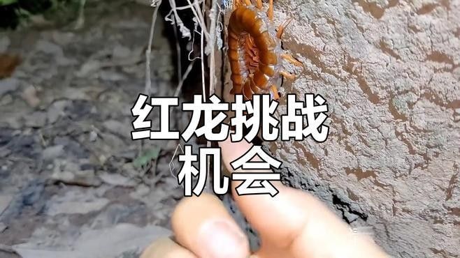 紅龍蜈蚣的毒性有多強(qiáng)？：中國(guó)最大蜈蚣有多大