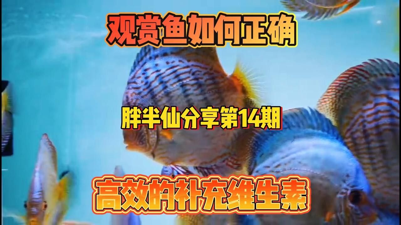 龍魚驅蟲后需要特別護理嗎，如何判斷龍魚驅蟲后是否成功？