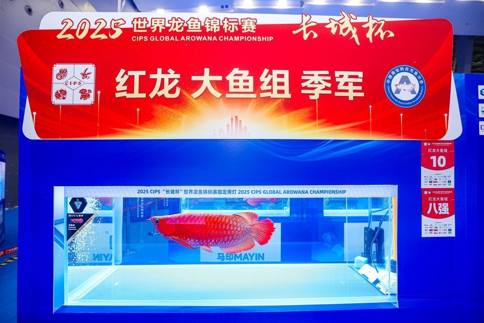 2025 長城杯世界龍虎魟魚錦標(biāo)賽（紅龍大魚冠軍亞軍季軍）：2025長城杯世界龍虎魟魚錦標(biāo)賽紅龍大魚組冠軍