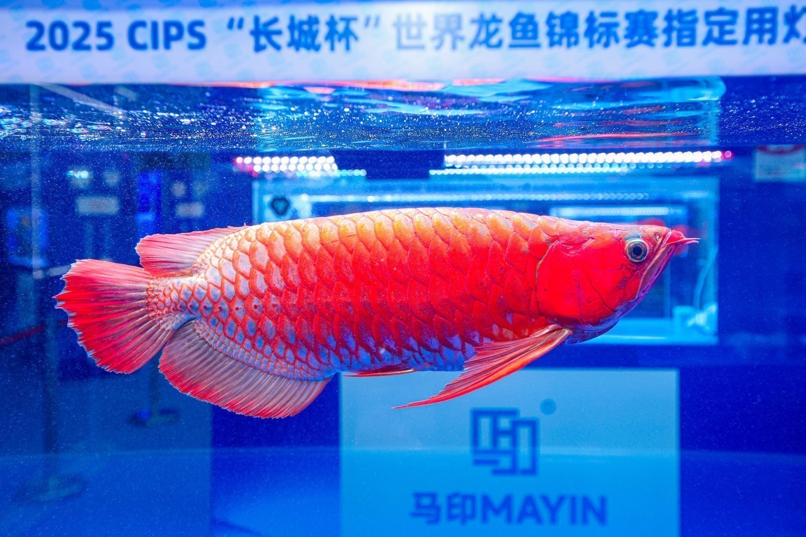 2025 長城杯世界龍虎魟魚錦標(biāo)賽（紅龍大魚冠軍亞軍季軍）：2025長城杯世界龍虎魟魚錦標(biāo)賽紅龍大魚組冠軍