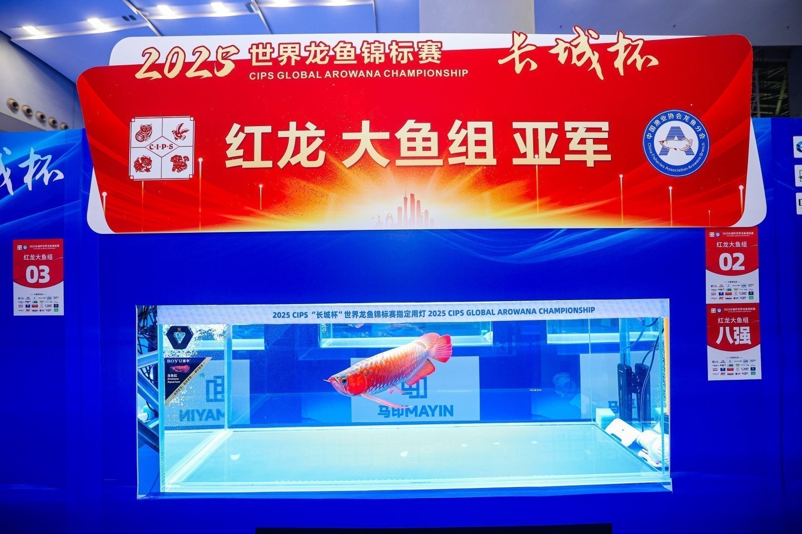 2025 長城杯世界龍虎魟魚錦標(biāo)賽（紅龍大魚冠軍亞軍季軍）：2025長城杯世界龍虎魟魚錦標(biāo)賽紅龍大魚組冠軍