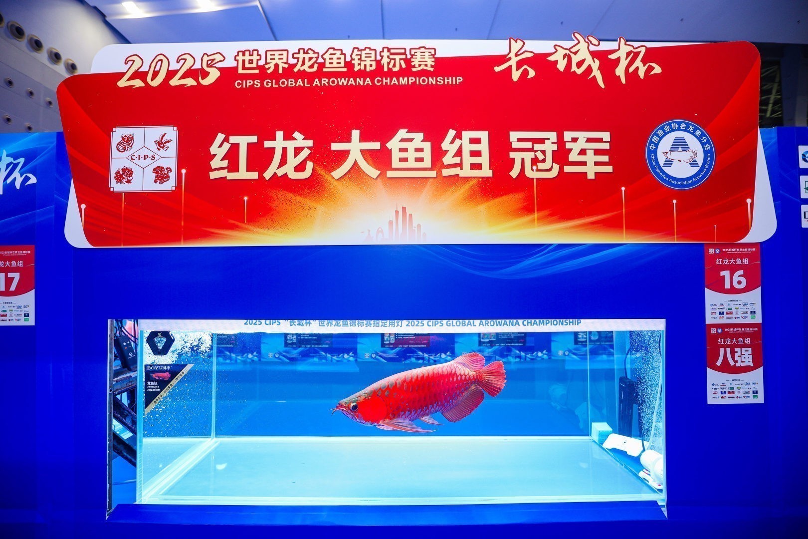 2025 長城杯世界龍虎魟魚錦標賽（紅龍大魚組冠軍）：2025長城杯世界龍虎魟魚錦標賽紅龍大魚組冠軍