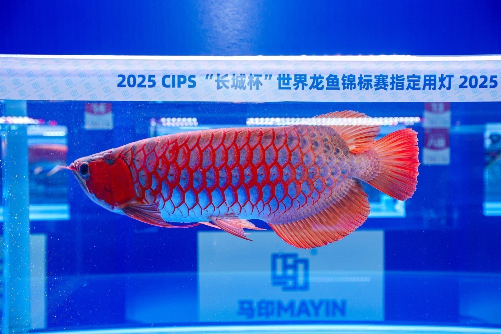 2025 長城杯世界龍虎魟魚錦標賽（紅龍大魚組冠軍）：2025長城杯世界龍虎魟魚錦標賽紅龍大魚組冠軍