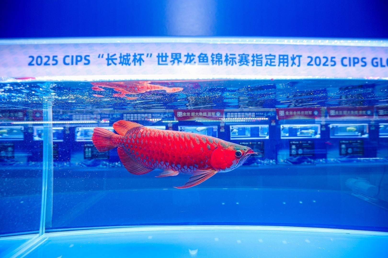 2025 長城杯世界龍虎魟魚錦標賽（紅龍大魚組冠軍）：2025長城杯世界龍虎魟魚錦標賽紅龍大魚組冠軍