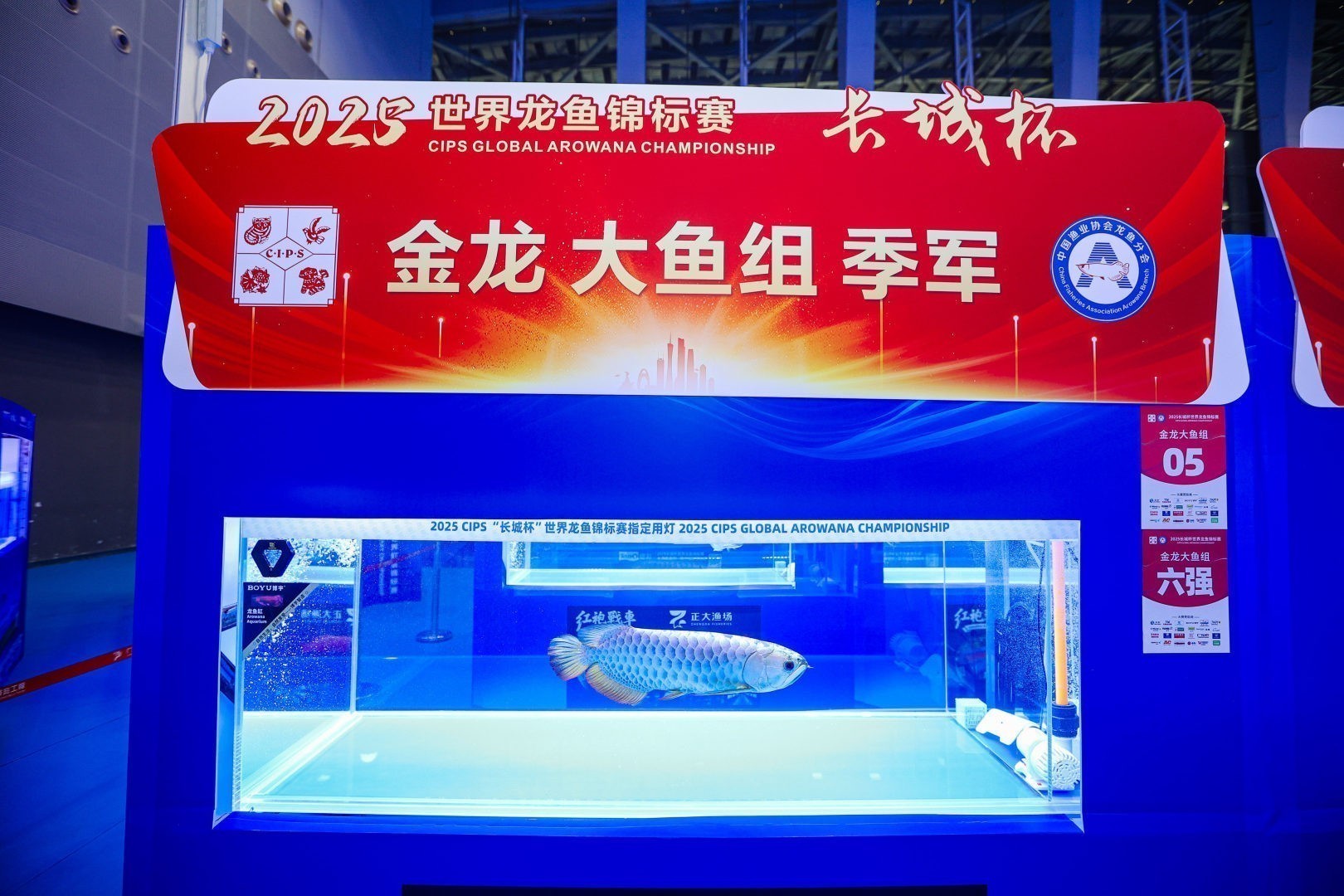 2025 長城杯世界龍虎魟魚錦標(biāo)賽（金龍魚大魚組冠軍亞軍季軍）