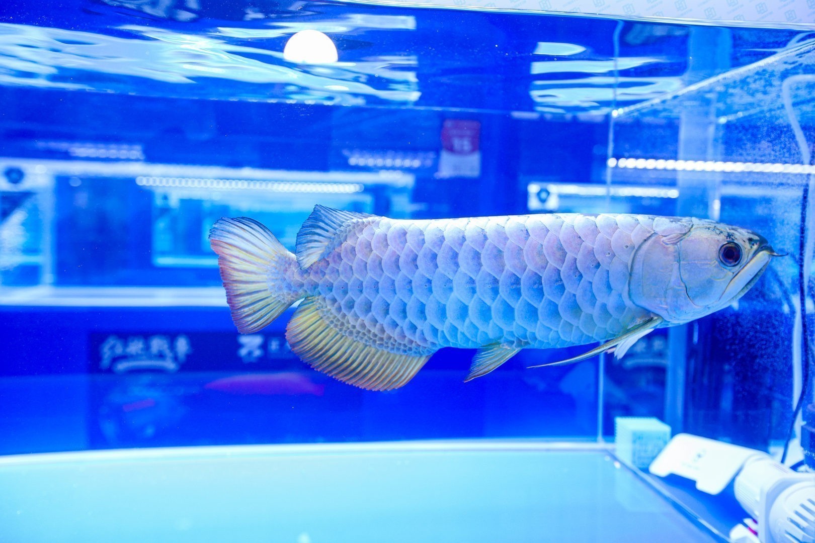 2025 長城杯世界龍虎魟魚錦標(biāo)賽（金龍魚大魚組冠軍亞軍季軍）