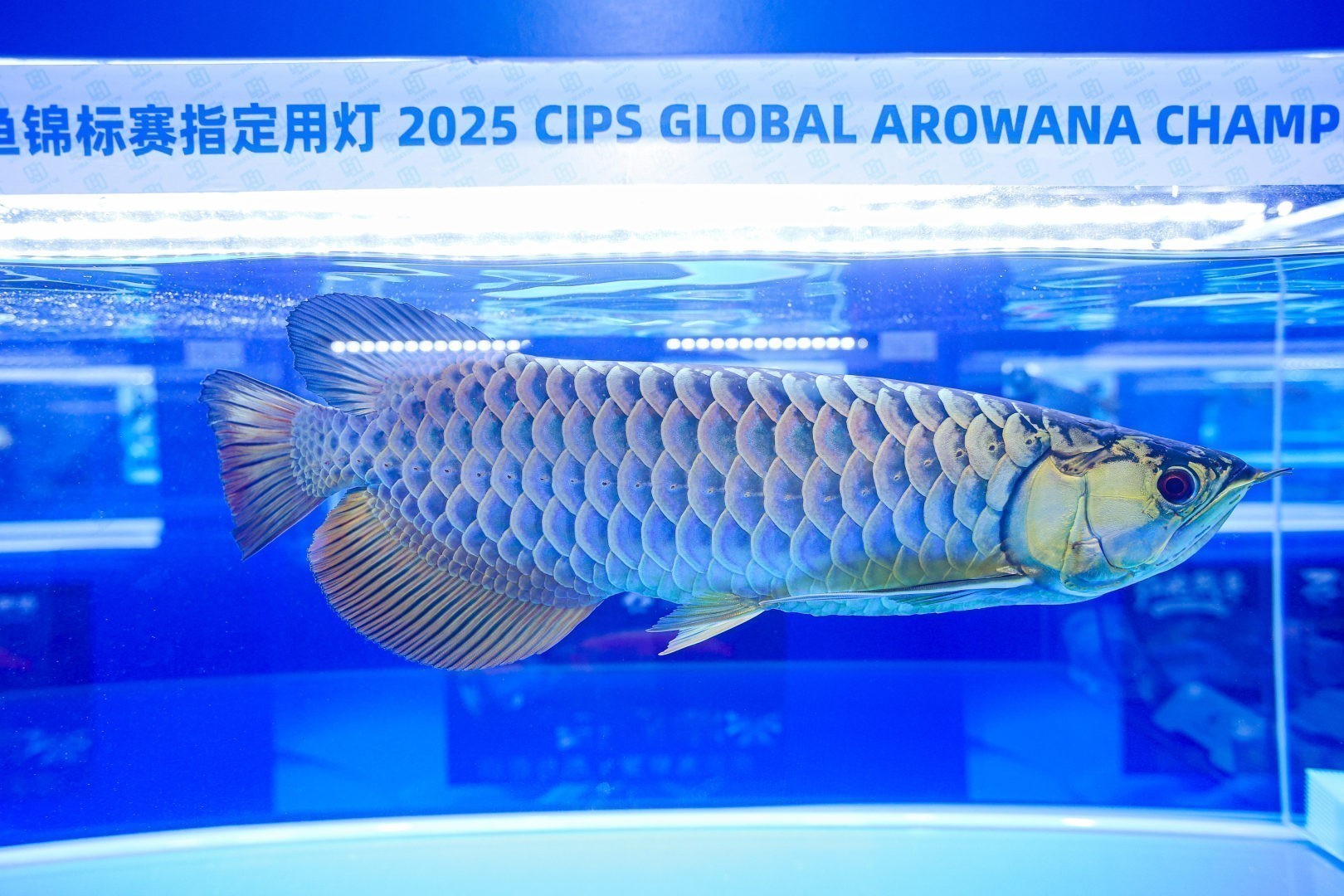 2025 長城杯世界龍虎魟魚錦標(biāo)賽（金龍魚大魚組冠軍亞軍季軍）