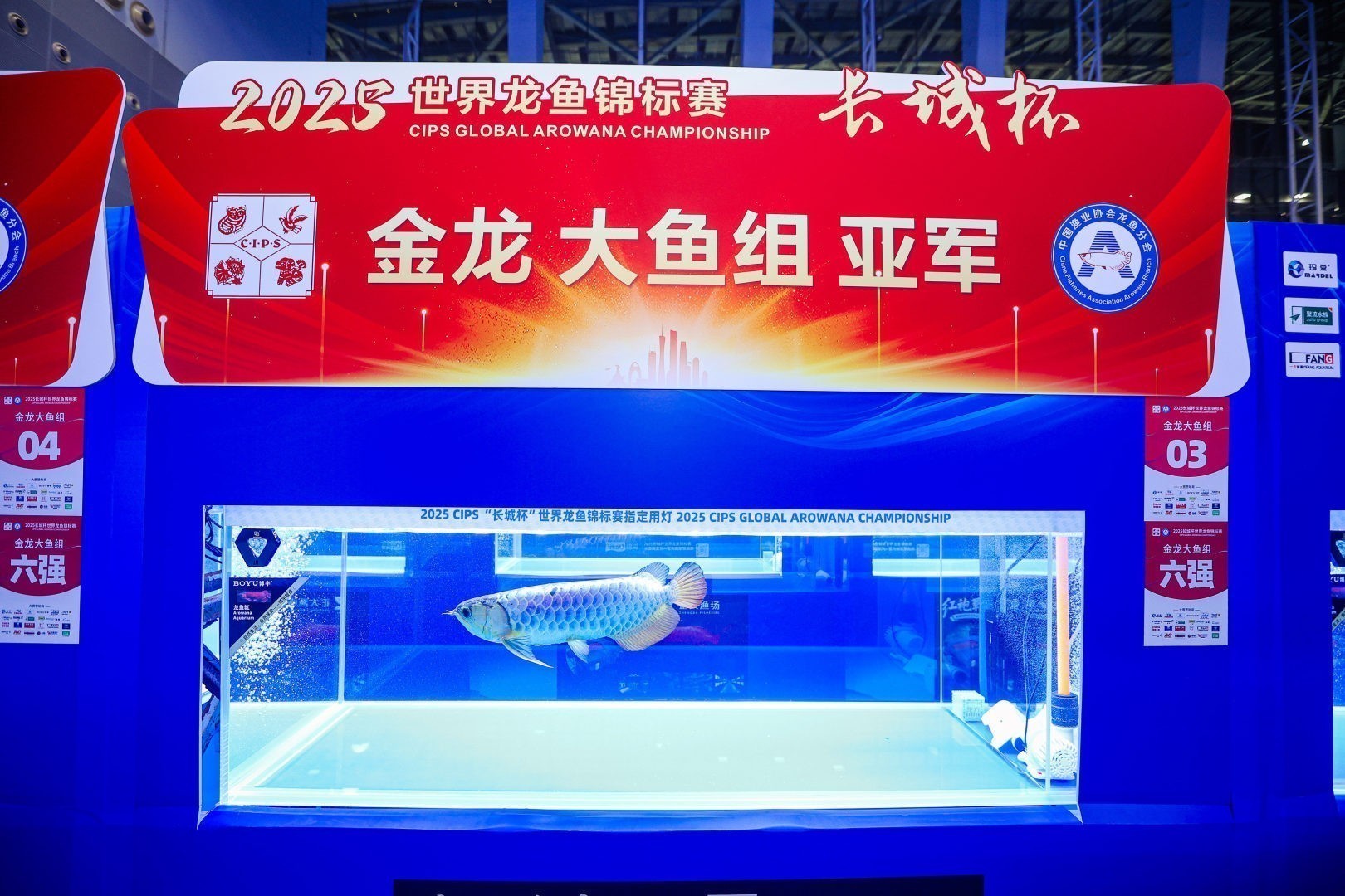 2025 長城杯世界龍虎魟魚錦標賽（金龍魚大魚組）