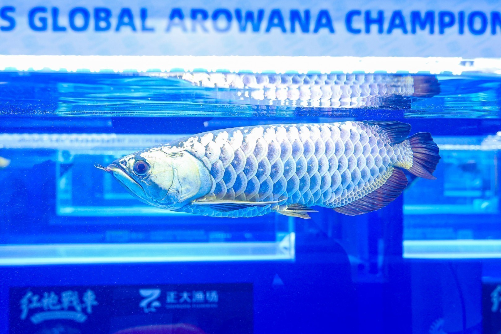 2025 長城杯世界龍虎魟魚錦標賽（金龍魚大魚組）