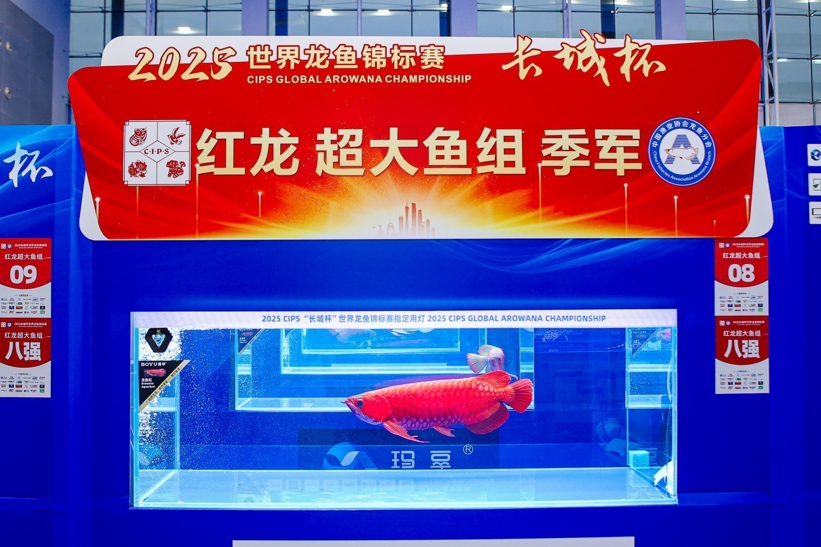 2025 長城杯世界龍虎魟魚錦標(biāo)賽（紅龍魚超大魚組冠軍亞軍季軍）：2025長城杯世界龍虎魟魚錦標(biāo)賽