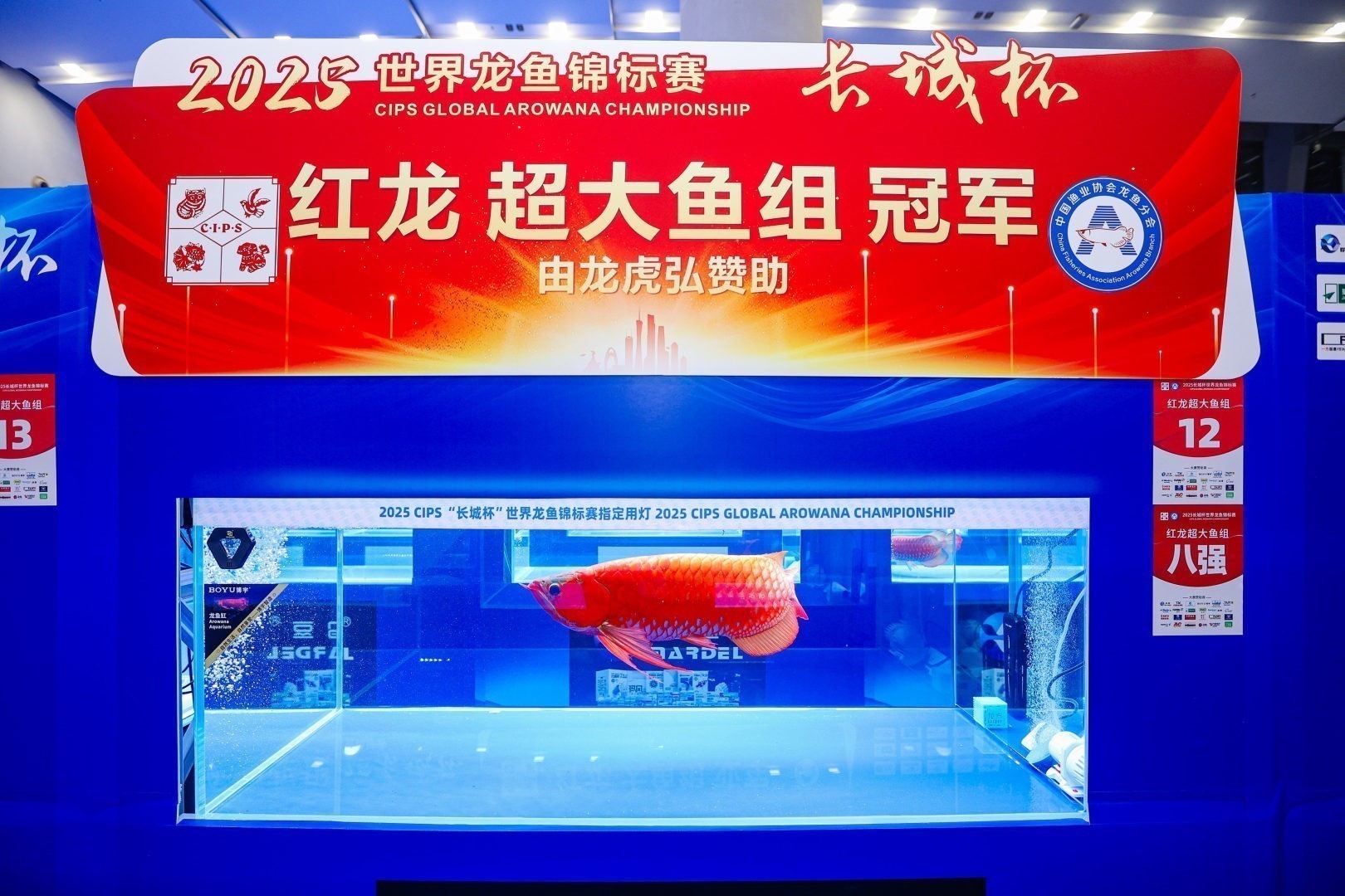 2025 長城杯世界龍虎魟魚錦標(biāo)賽（紅龍魚超大魚組冠軍亞軍季軍）：2025長城杯世界龍虎魟魚錦標(biāo)賽