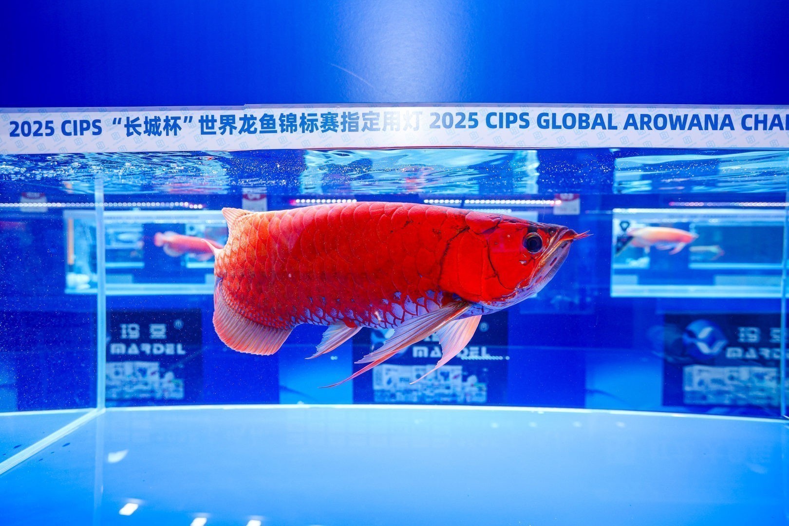 2025 長城杯世界龍虎魟魚錦標(biāo)賽（紅龍魚超大魚組冠軍亞軍季軍）：2025長城杯世界龍虎魟魚錦標(biāo)賽