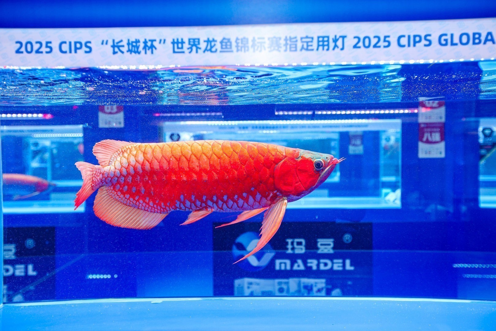 2025 長城杯世界龍虎魟魚錦標賽（紅龍魚超大魚組冠軍亞軍季軍）：2025長城杯世界龍虎魟魚錦標賽