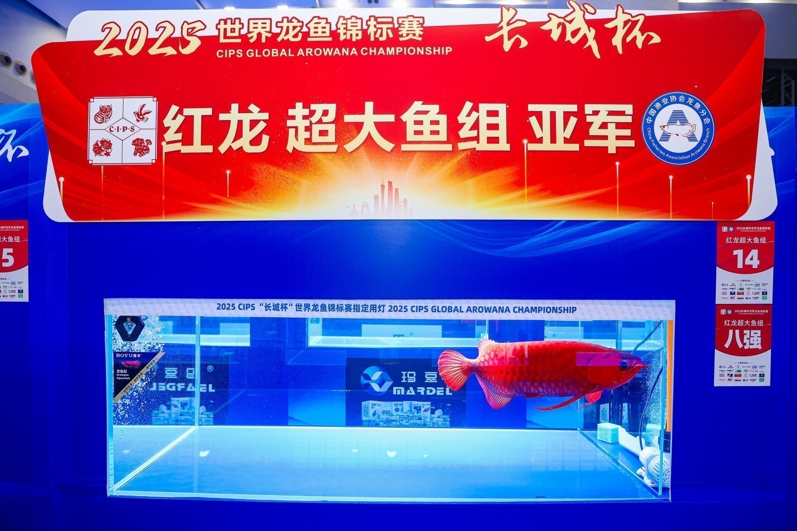 2025 長城杯世界龍虎魟魚錦標賽（紅龍魚超大魚組冠軍亞軍季軍）：2025長城杯世界龍虎魟魚錦標賽