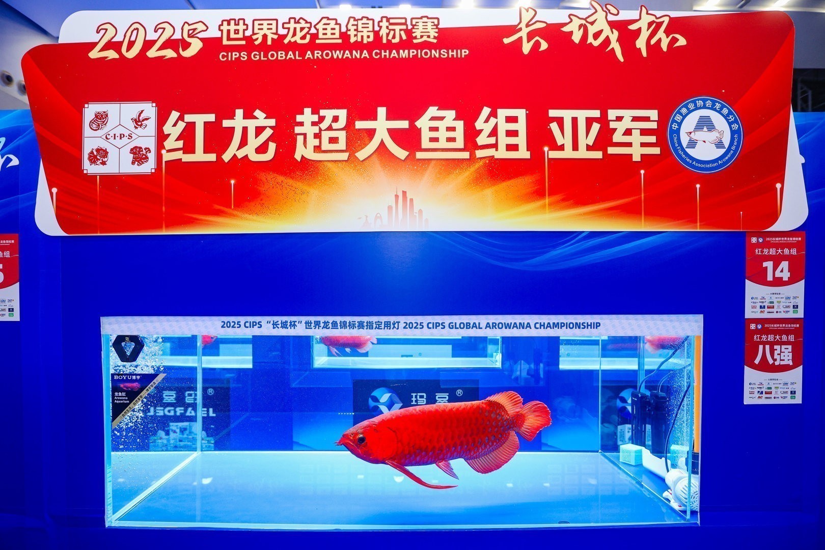 2025 長城杯世界龍虎魟魚錦標賽（紅龍魚超大魚組冠軍亞軍季軍）：2025長城杯世界龍虎魟魚錦標賽