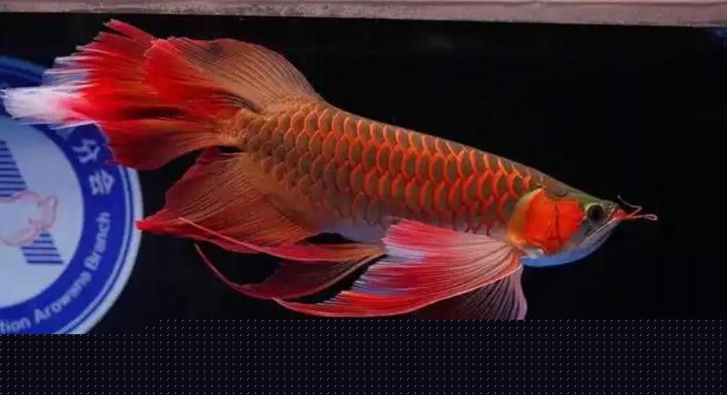 龍魚(yú)身上發(fā)白會(huì)自愈嗎？：龍魚(yú)身上發(fā)白能否自愈
