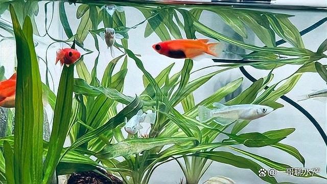 龍魚缸水發(fā)白，需要多久才能恢復(fù)：魚缸水體發(fā)白怎么辦