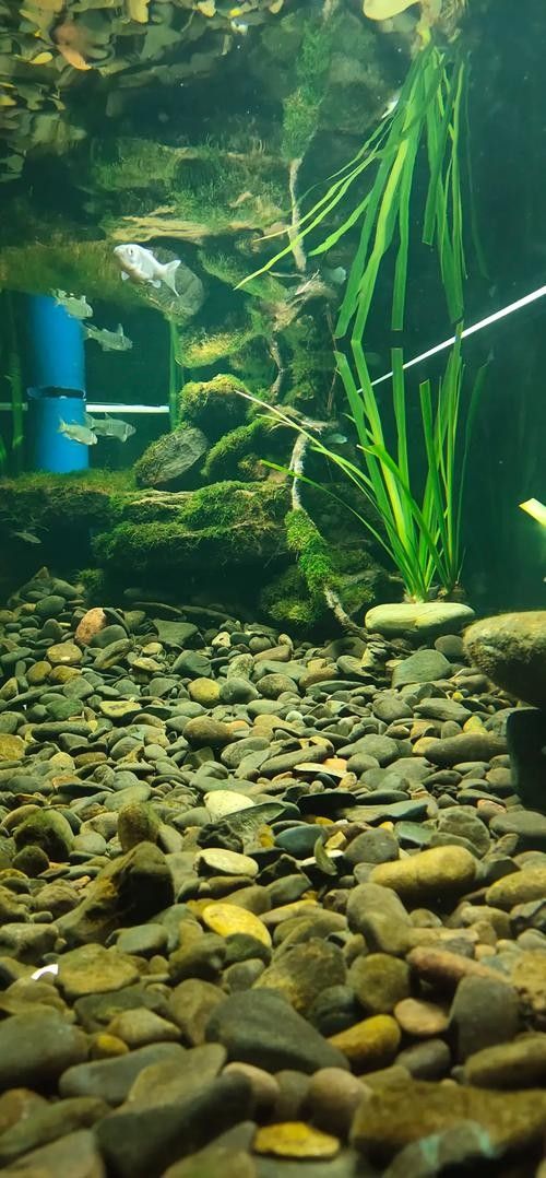 九江哪個水族館龍魚好？祥龍魚場龍魚：九江湖口水族館怎么樣