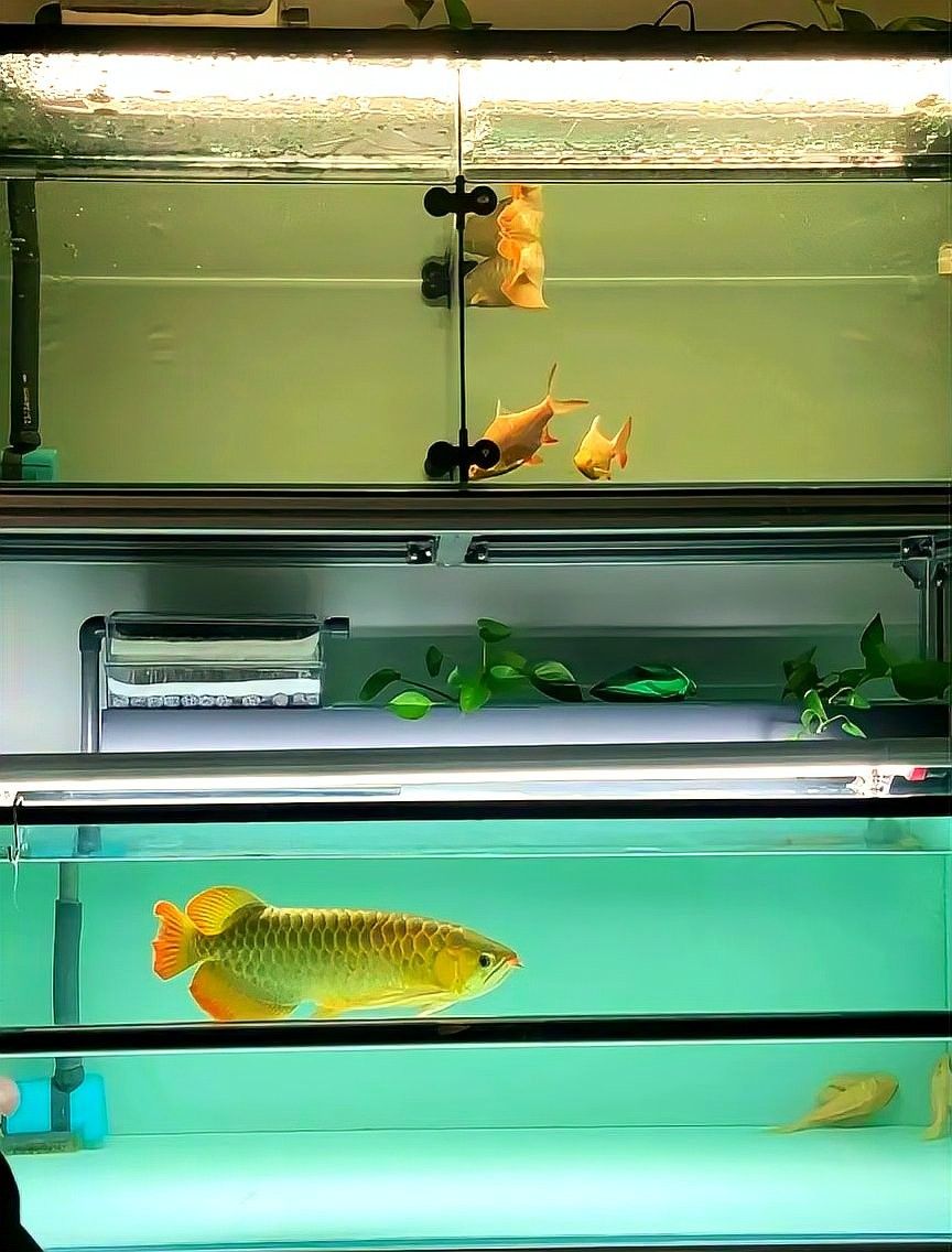 純血紅龍魚需要多大的過濾系統(tǒng)：紅龍魚的飼養(yǎng)技巧