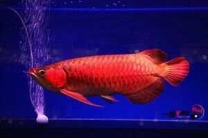 純血紅龍魚需要多大的過濾系統(tǒng)：紅龍魚的飼養(yǎng)技巧