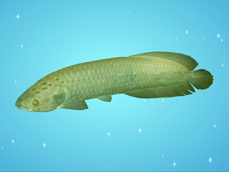 介紹一下非洲龍魚的特點：非洲龍魚的基本特性