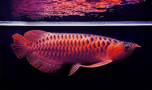 如何判斷魚缸是否處于財位：判斷魚缸是否處于財位、房屋坐向及個人命理綜合考量