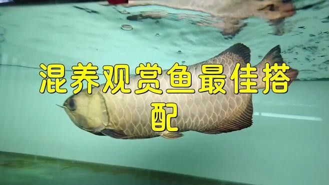 撒旦鴨嘴混養需要多大的魚缸？：南美大型魚混養技巧