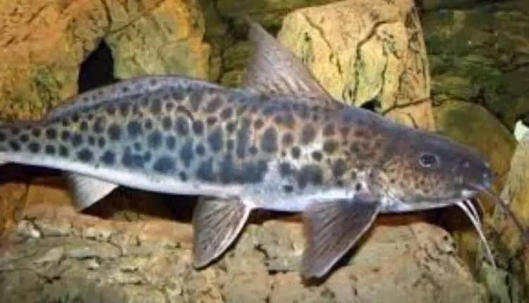 撒旦鴨嘴混養需要多大的魚缸？：南美大型魚混養技巧