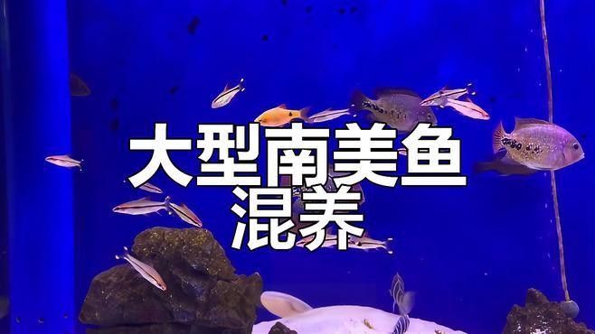 撒旦鴨嘴混養需要多大的魚缸？：南美大型魚混養技巧