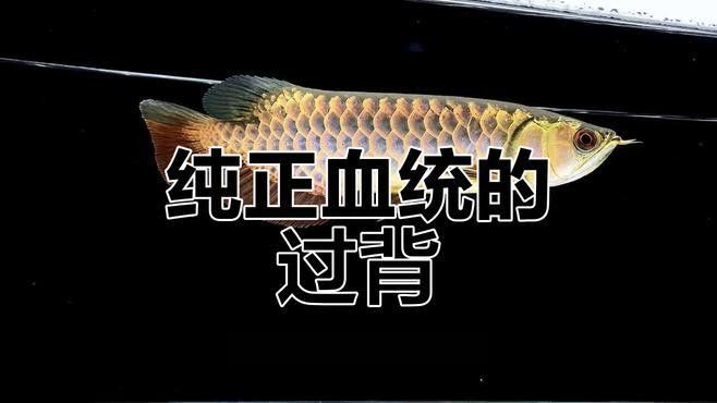 古典龍魚中哪個品種最稀有：古典過背金龍和綠皮過背金龍哪個更稀有？