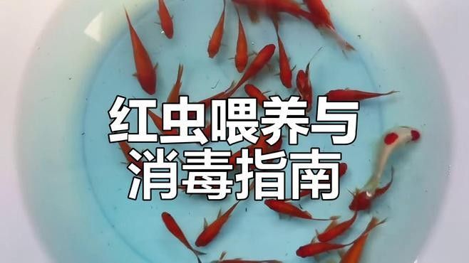 如何給六角恐龍魚消毒食物？：六角恐龍怎么養