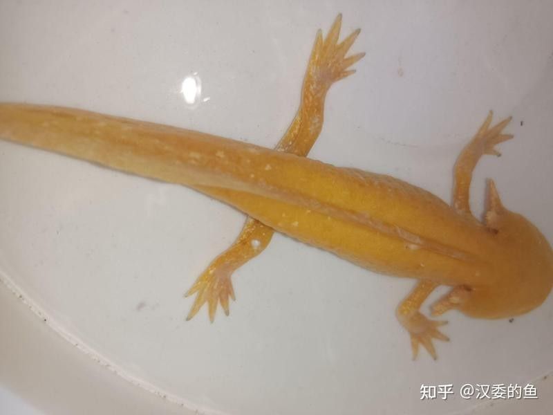 如何給六角恐龍魚消毒食物？：六角恐龍怎么養