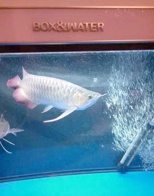 黑龍魚繁殖時需要哪些條件？：黑龍魚怎么繁殖