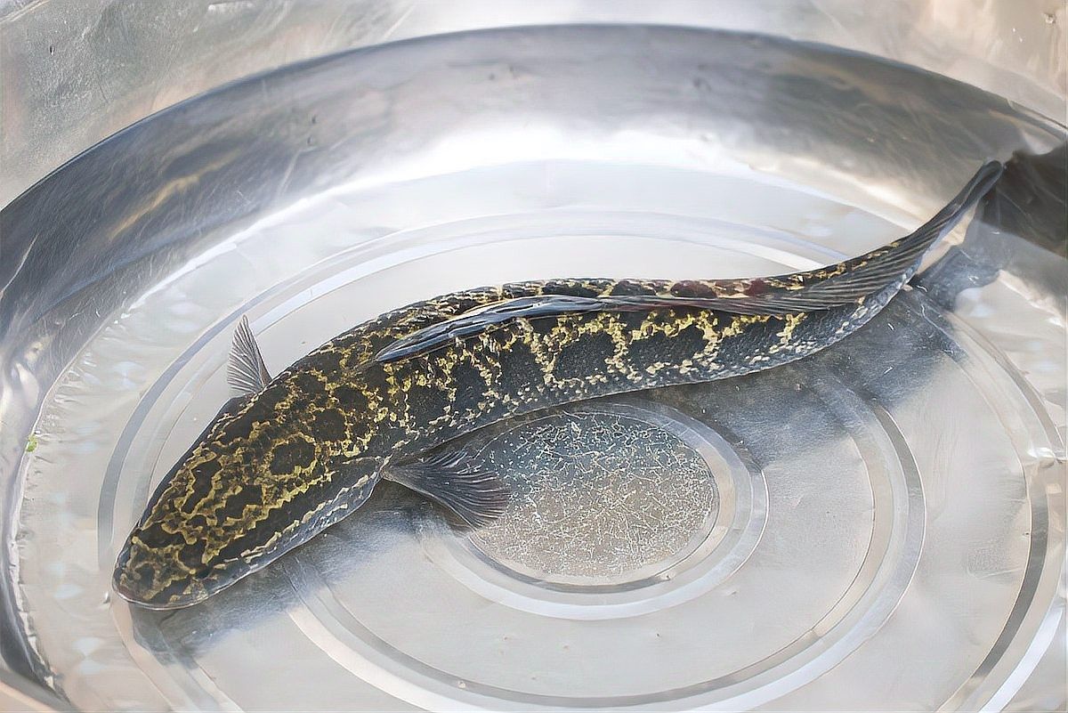 黑龍魚繁殖時需要哪些條件？：黑龍魚怎么繁殖