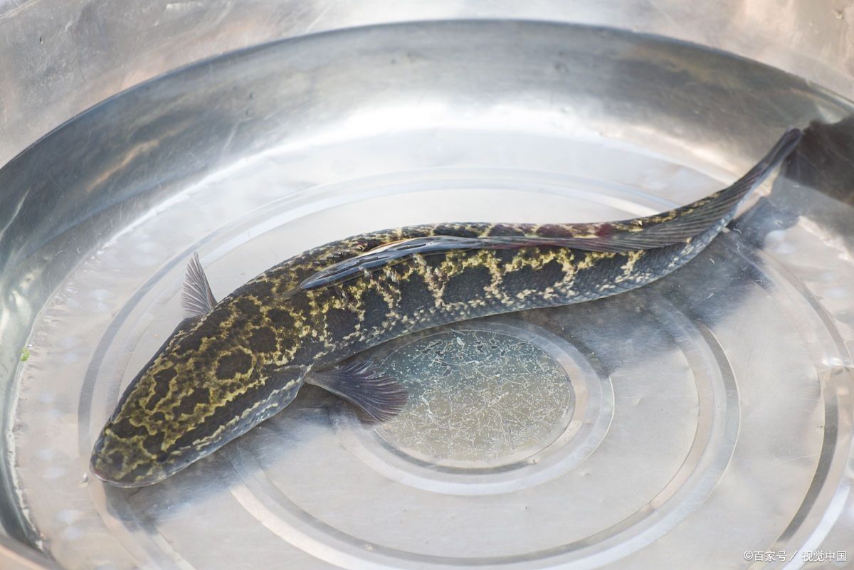 黑龍魚繁殖時需要哪些條件？：黑龍魚怎么繁殖