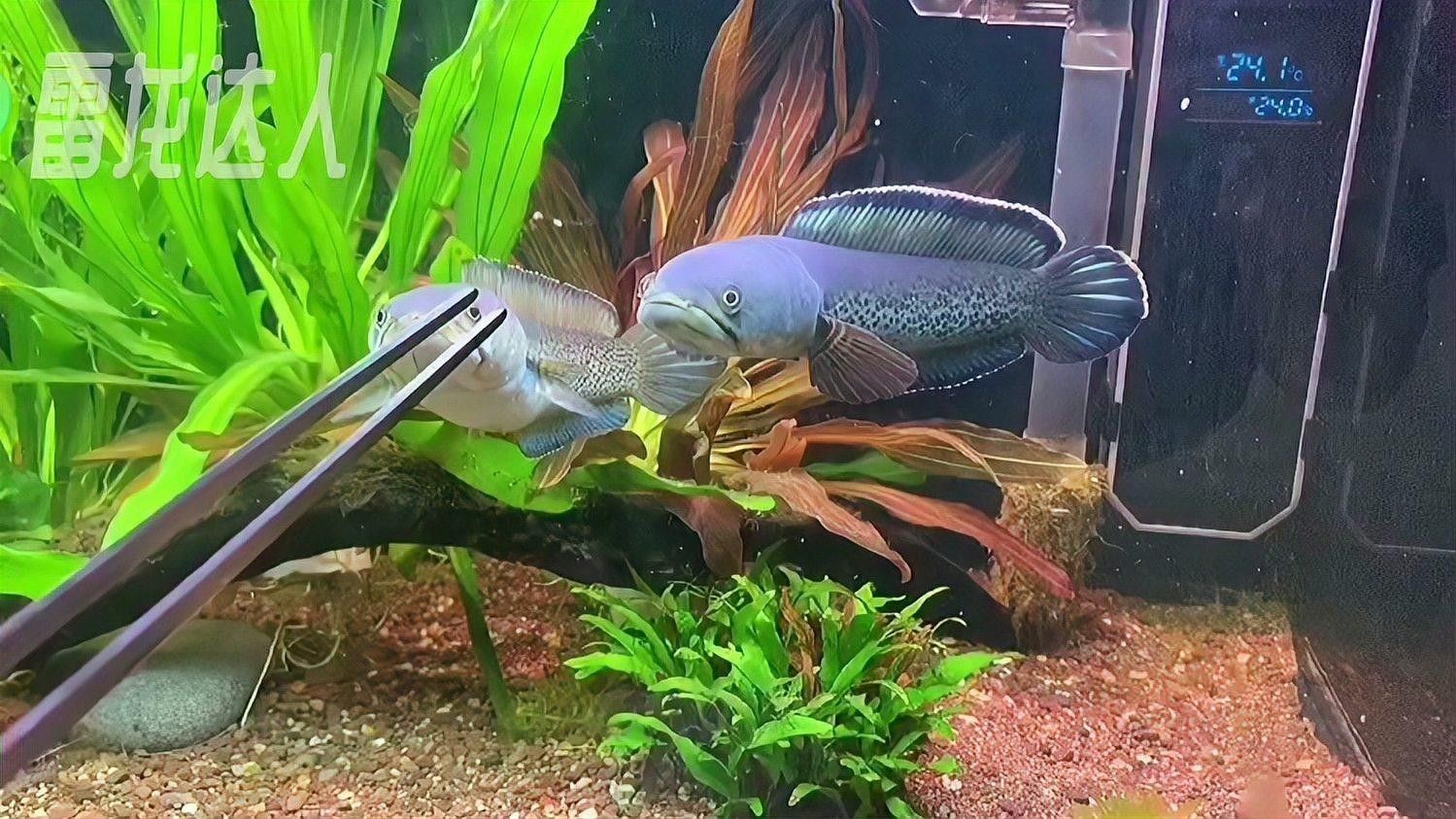 巴卡二型鬼王雷龍魚適合新手嗎：巴卡二型鬼王雷龍魚養殖技巧分享
