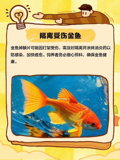 金龍魚鱗片松動會自愈嗎？：金龍魚鱗片松動能否自愈