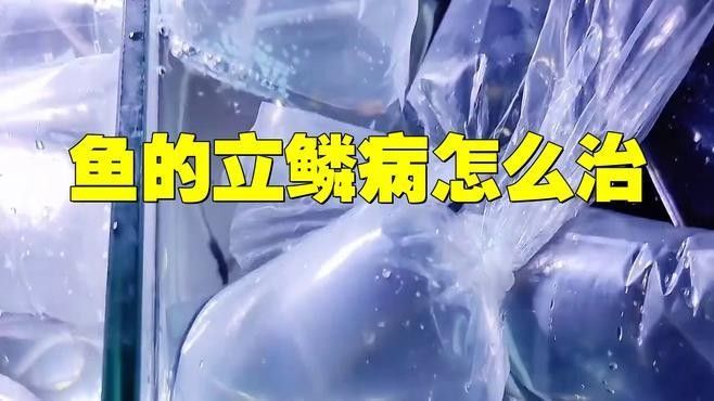 金龍魚鱗片松動會自愈嗎？：金龍魚鱗片松動能否自愈