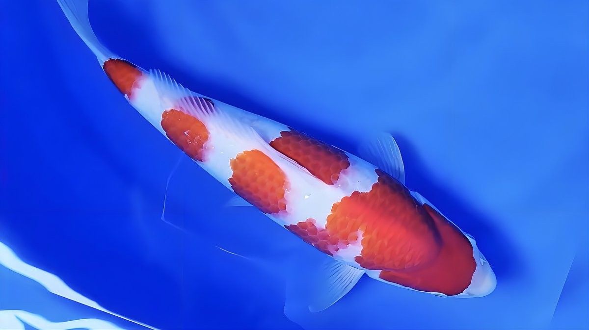 龍魚眼睛白色絮狀物會自愈嗎？：龍魚眼睛出現(xiàn)白色絮狀物的自愈可能性取決于病情階段和具體成因