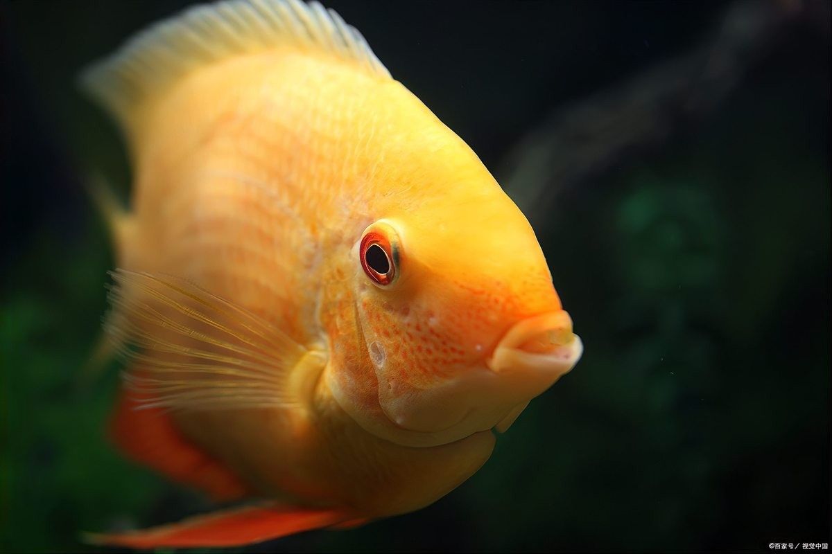龍魚白霉病復發怎么辦？：六角恐龍魚身上有白斑怎么辦語文小青苗六角恐龍魚身上有白斑怎么辦