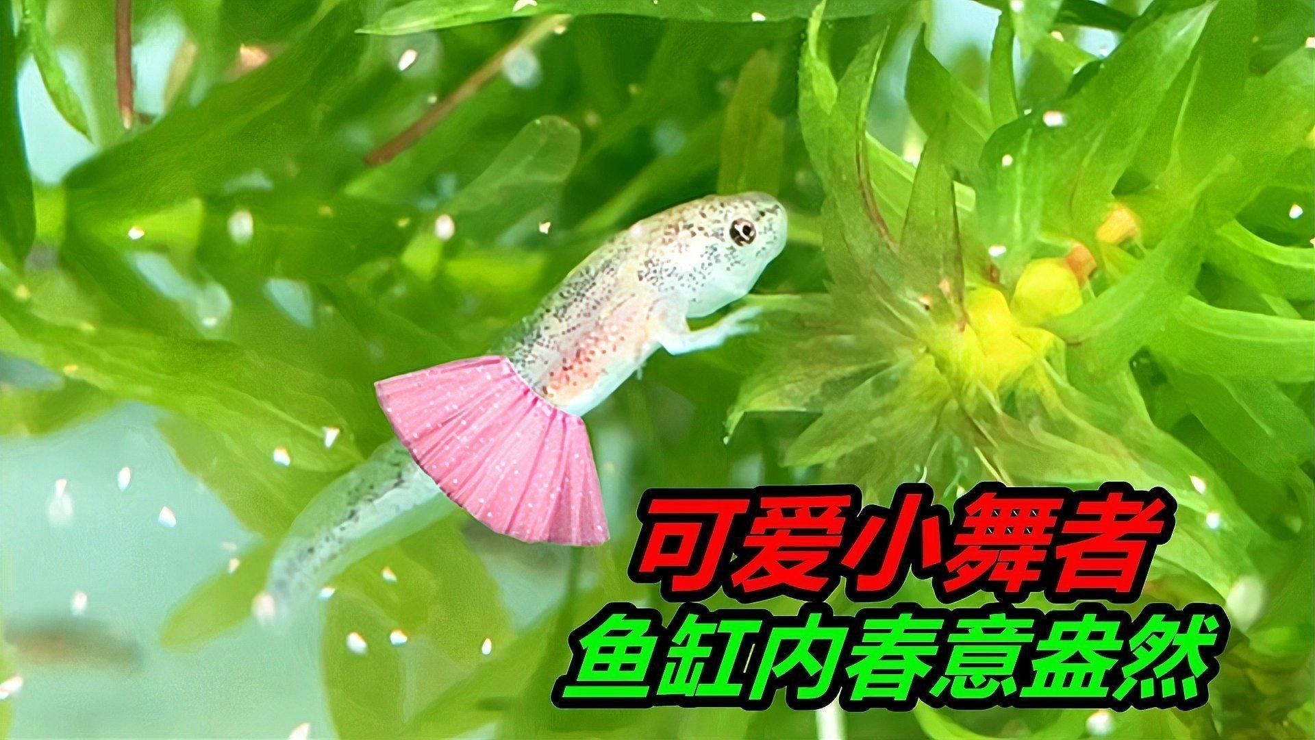 如何選擇適合六角龍的魚缸：六角恐龍魚長大了,一個好有活力好奇發,