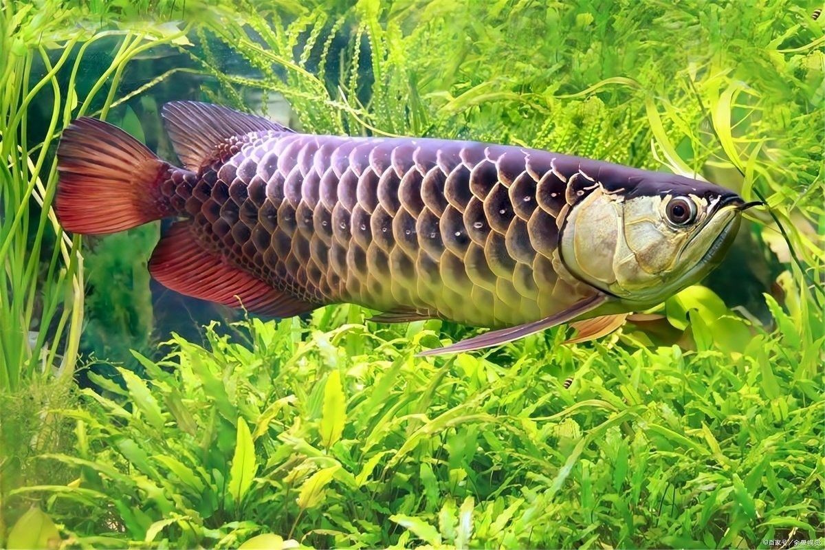 豐城哪個水族館龍魚好？祥龍魚場龍魚：廣州勝哥，你知道龍魚有多少個品種可為漁業